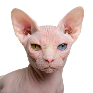 Sphynx